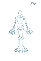 Homunculus